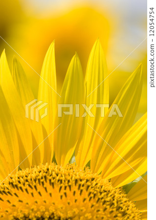 Sunflower flowers 12054754
