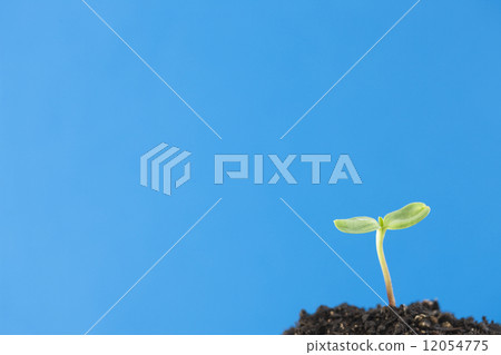 Sunflower sprout Sunflower sprout 12054775