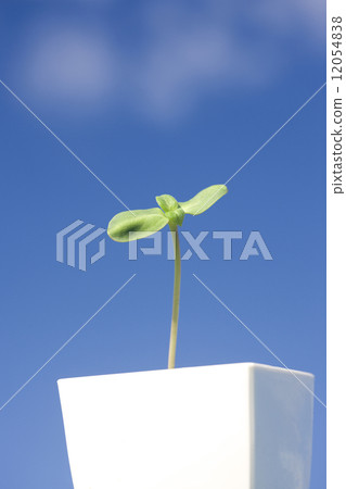 Sunflower sprout 12054838