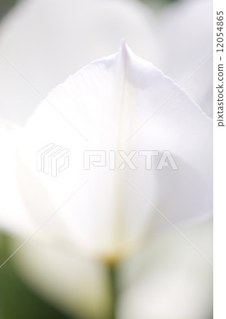 Tulip flower Tulip flower 12054865