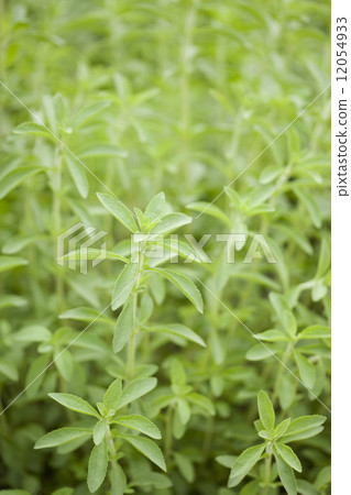 Stevia field 12054933