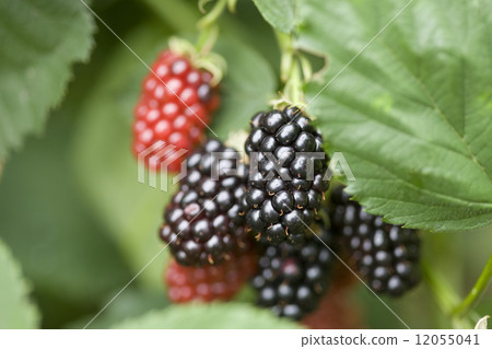 Blackberry Blackberry 12055041