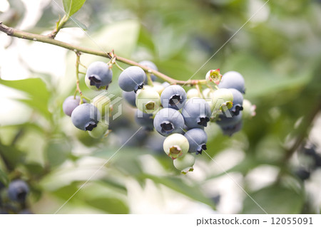 藍莓領域 藍莓領域 12055091