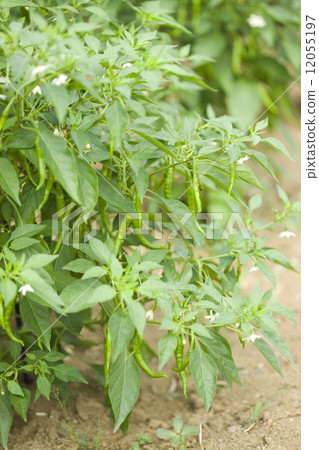Capsicum field Capsicum field 12055197