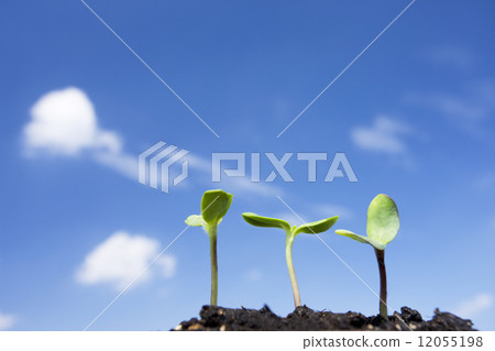 Sunflower sprout 12055198