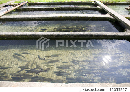 Mass farm farm Mass farm farm 12055227