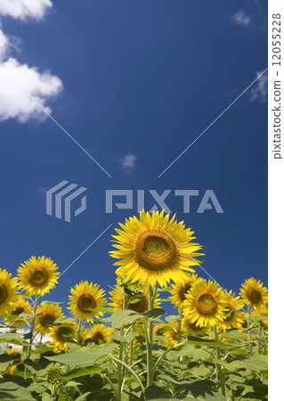 夏天天空和向日葵領域 12055228