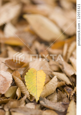 Leaves of yellow leaves Zelkova 12055321