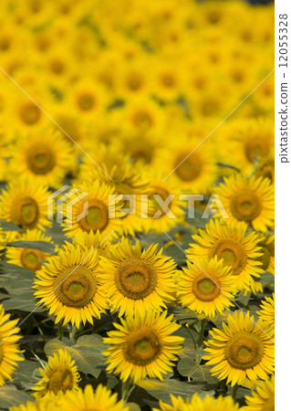 Sunflower field 12055328
