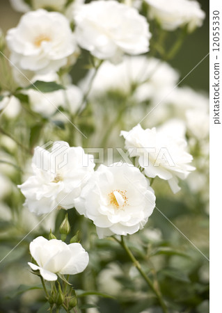 Barrachen Bitchen Barrachen Bitchen 12055330