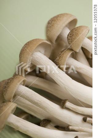 Beech Shimeji 12055378