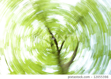 Zelkowa新鮮的綠色 12055398