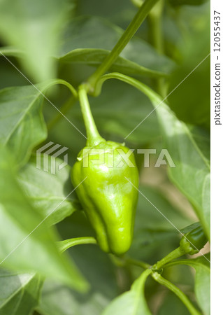 甜椒 12055437