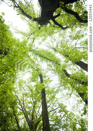 Tulip forest 12055441