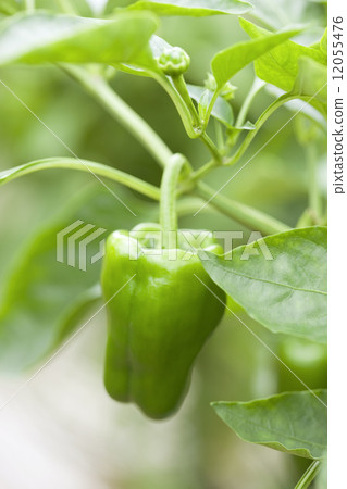 Bell peppers Bell peppers 12055476