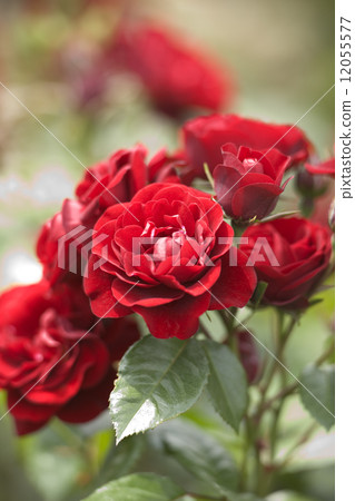 Rose Rabagroute 12055577