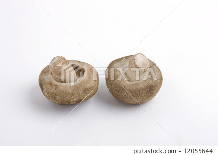 Shiitake mushrooms 12055644