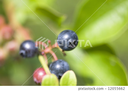 藍莓領域 藍莓領域 12055662