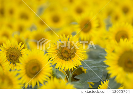 向日葵田 12055704