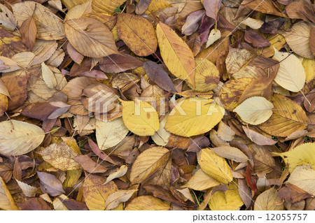 Leaves of yellow leaves of cherry blossoms Leaves of yellow leaves of cherry blossoms 12055757