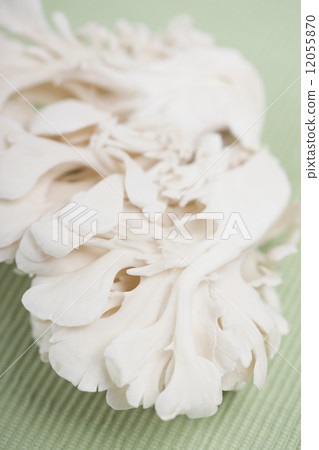 Shiloh maitake Shiloh maitake 12055870