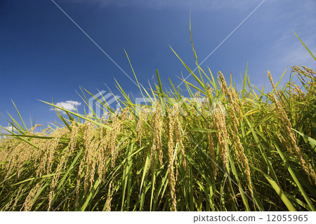 結果的水稻穗 12055965