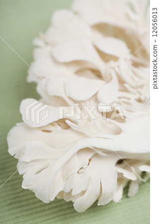 Shiloh maitake 12056013