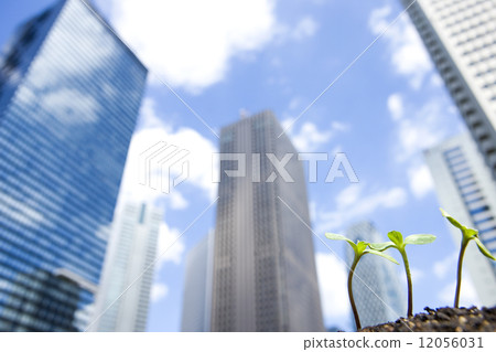 高層建築和向日葵豆芽 12056031