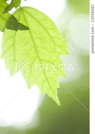 Mugue葉子 12056082