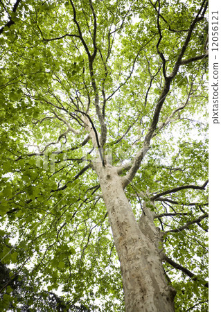 Fresh green of Platanas 12056121