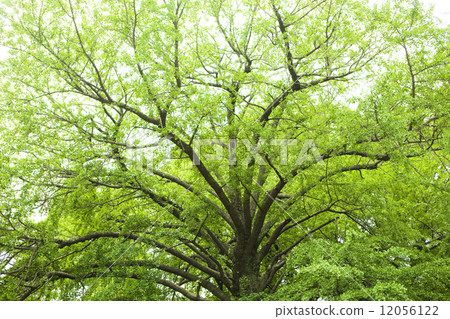 Fresh green ginkgo tree 12056122