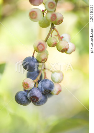 Blueberry field Blueberry field 12056133