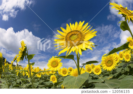 Summer sky and sunflower field 12056135
