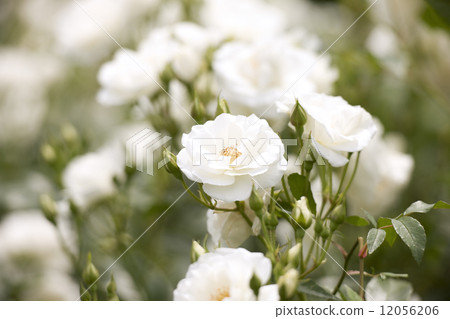 Barrachen Bitchen Barrachen Bitchen 12056206