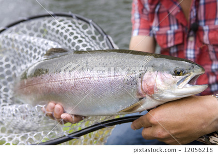 我拿起一個鋼頭（虹鱒魚） 12056218