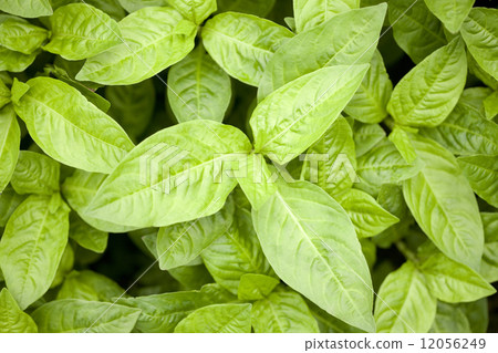 眼睛的葉子 眼睛的葉子 12056249