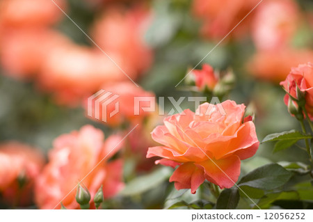 玫瑰獎學金 12056252