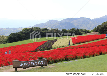 淡路花梨木 12056302