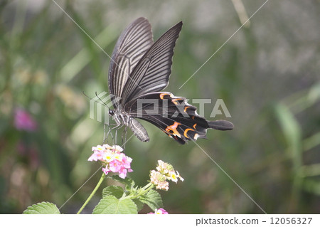 Lantana and butterfly 12056327