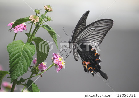 馬纓丹和蝴蝶 12056331