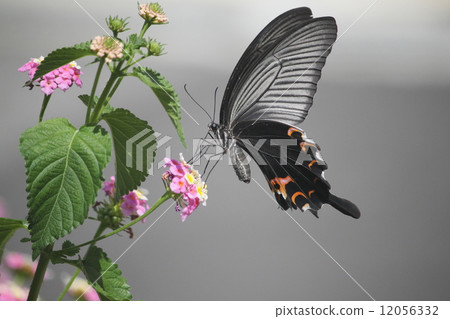 馬纓丹和蝴蝶 12056332