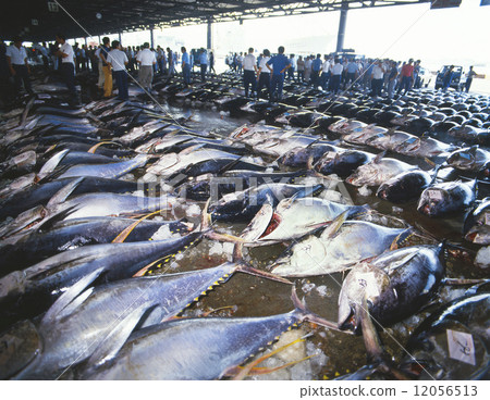 發酵金槍魚 12056513