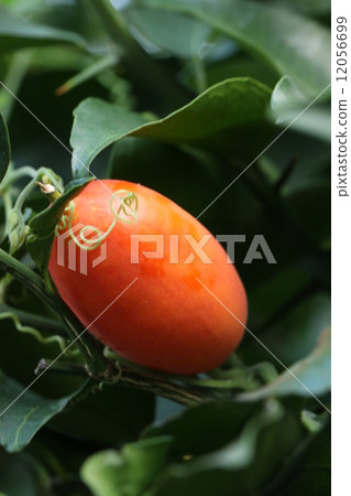 Auspicious Auspicious 12056699