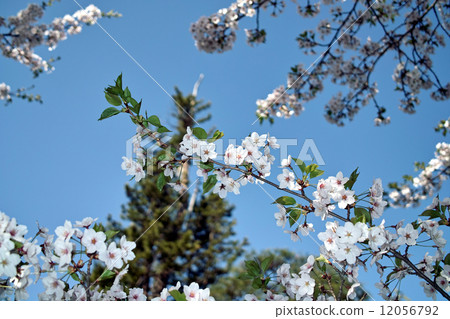 Cherry Blossoms	 12056792