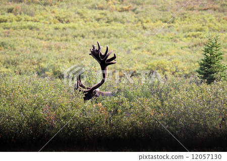 Calibou_ reindeer's horn 12057130