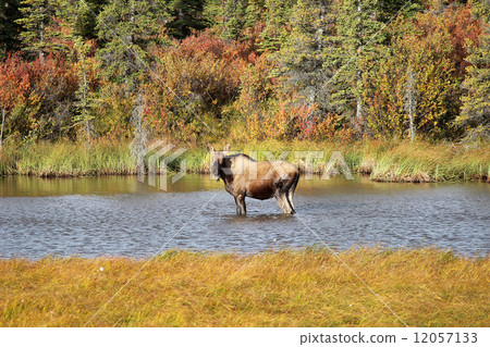 駝鹿_初秋_慕斯(女) 駝鹿_初秋_慕斯(女) 12057133