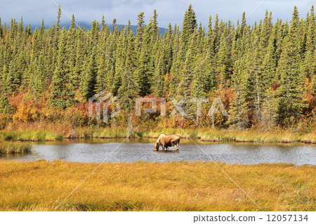 駝鹿_初秋_慕斯（女） 12057134