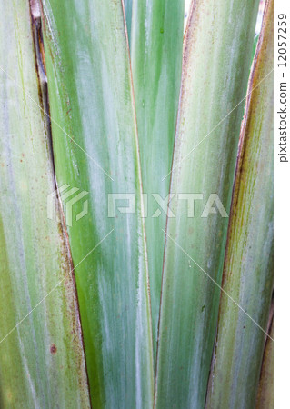 Pattern of banana like blows background texture 12057259