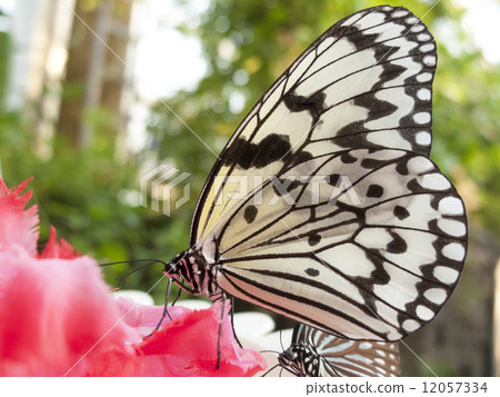 Large tree nymph sucking nectar 12057334