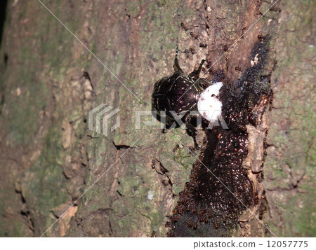 Cetoniinae Cetoniinae 12057775